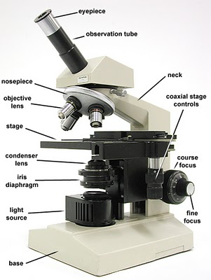 microscopy lab report biology